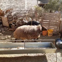 قوچ همو سه ساله