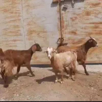 ۳ راس بزغاله ماده دوبر