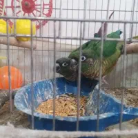 یک جفت گری۸نچیک مولد آماده تخم گذاری|پرنده|شاهین دژ, |دیوار