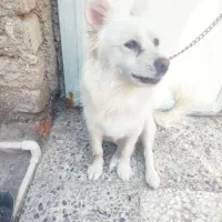 سگ پاکوتاه فروشی