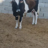 گوساله|حیوانات مزرعه|شهریار, اصیل آباد|دیوار