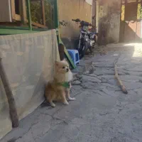 سگ پامر|سگ|تهران, بهارستان|دیوار