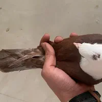 کله سفید|پرنده|سبزوار, ولیعصر (نجار آباد)|دیوار
