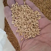 گندم|عمده‌فروشی|اسفراین, |دیوار