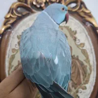 طوطی جوجه ملنگو زرد مولدشاه راهب گرینچیک کاسکولوری