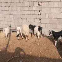 بزغاله کوردی