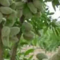 فروش باغ بادام۱۰۰۰۰ متر|فروش زمین و ملک کلنگی|انزل, |دیوار