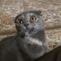 گربه اسکاتیش|گربه|گرگان, |دیوار