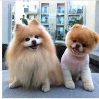 پانسیون خانگیه پودی|خدمات پیشه و مهارت|فردیس, شهرک ناز|دیوار