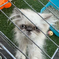 گربه پرشین|گربه|فردیس, فردیس|دیوار