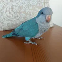 طوطی راهب آبی نرم خور