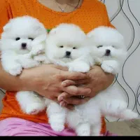 سگ پامر78روزه بسیار خاص وبی نظیر بمب مو تیکاپ