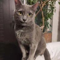 گربه