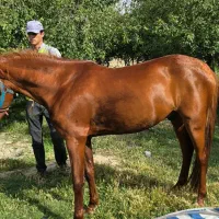 اسب|اسب و تجهیزات اسبسواری|شیروان (خراسان), |دیوار