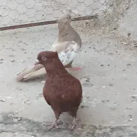 نر شش بنده سینه سرخ و ماده سینه شکلاتی