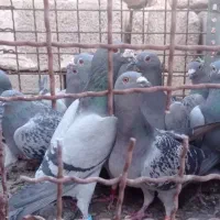 28عدد پلاکی درجه یک|پرنده|اهواز, شریعتی جنوبی|دیوار