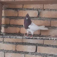 پرنده
