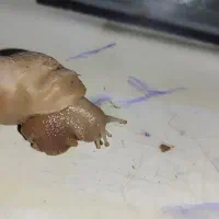 حلزون آچاتینا|خزنده|محمدشهر, همایون ویلا|دیوار