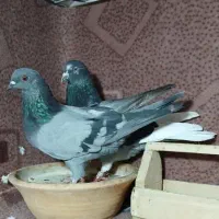 کفتر پرشی ساعت سنگین