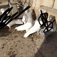 کله الماسی نر عروسک معامله با پشتدار ماده|پرنده|بم, |دیوار