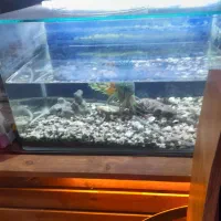 آکواریم شرکتی .باهمراه تسویه اب ،وسنگ شن..|ماهی|اندیشه, پرنیان|دیوار