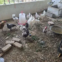 گله 20 تایی نژاد گلین اصل فول یا دستگاه جوجه کشی
