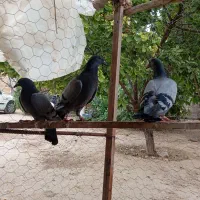 جوجه سبز
