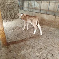 گاو گوساله سویسی