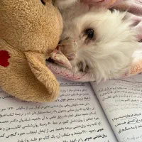 شیتزو عروسکی|سگ|شیراز, محراب|دیوار