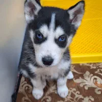 واگذاری سگ هاسکی