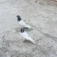 دوتا.نرشیخ پاکستانی پرش سنگین