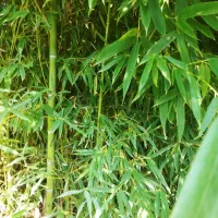 فروش بامبو|گل و گیاه طبیعی|شلمان, |دیوار