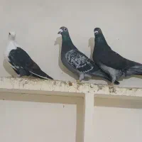 کبوتر پرشی|پرنده|جلگه شوقان, |دیوار