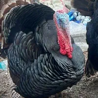 بوقلمون وخروس لاری اصل