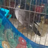 مرغ مینا نر چشم ستاره ای|پرنده|ایلام, |دیوار