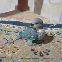 برزیلی سرلاکی