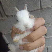 خرگوش