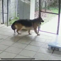 سگ ژرمن ماده گمشده|حیوانات|شیرگاه, |دیوار