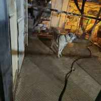 سرابی نر|سگ|شهریار, شهریار|دیوار