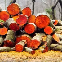خریدار چوب توسکا قطر ۲۰ تا ۳۰