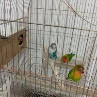 دو جفت کوتوله مولدضمانتی|پرنده|زرند, |دیوار