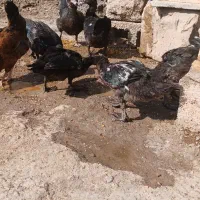 اردک روسی|حیوانات مزرعه|کرخه, |دیوار