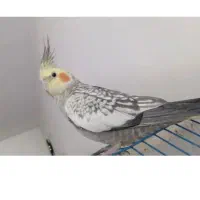 عروس‌هلندی‌پیدا‌ شده