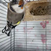 تعدادی ماده سهره دورگ جوجه بزرگ شده