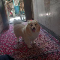 سگ پامر روباهی