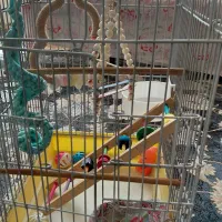 قفس بزرگ پرنده و طوطی