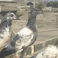 دو عدد کفتر گم شده هر کس گرفت مژدگانی بهش میدم|حیوانات|چابهار, |دیوار