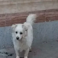 سگ آپارتمانی