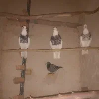 سلام خدمت دوستان عزیز