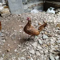 مرغ و خروس مینیاتوری|پرنده|برخوار, |دیوار